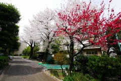 青山団地 桜