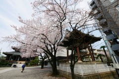 善光寺 桜