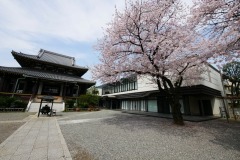 善光寺 桜