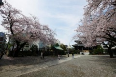 善光寺 桜