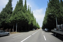 神宮外苑いちょう並木