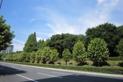 青山通り