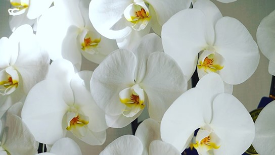 胡蝶蘭（Phalaenopsis orchid） 胡蝶蘭（Phalaenopsis orchid）