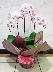 画像出典:www.flower-mistral.com