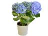 画像出典：https://hana-ichiba.net