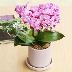 画像出典:https://www.aoyamaflowermarket.com