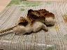 焼鳥