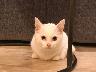 白い猫