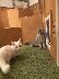 猫のイジメ